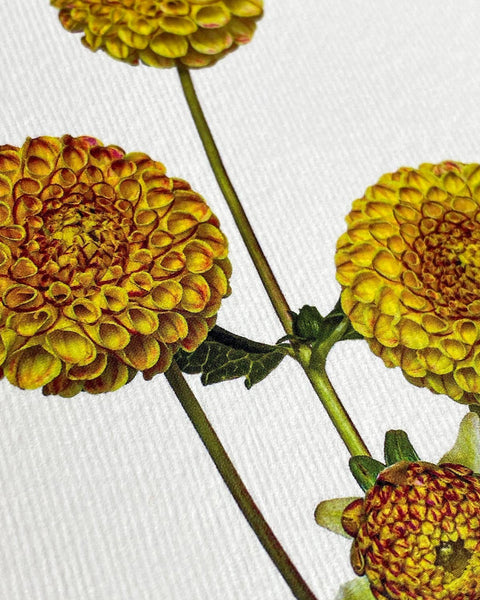 Pompom Dahlias Greeting Card