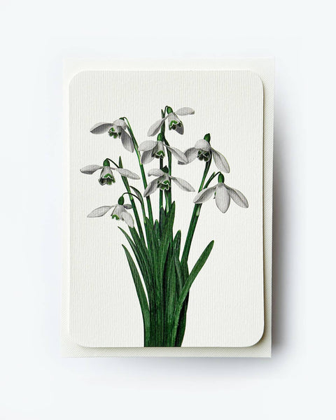Snowdrops Greeting Card