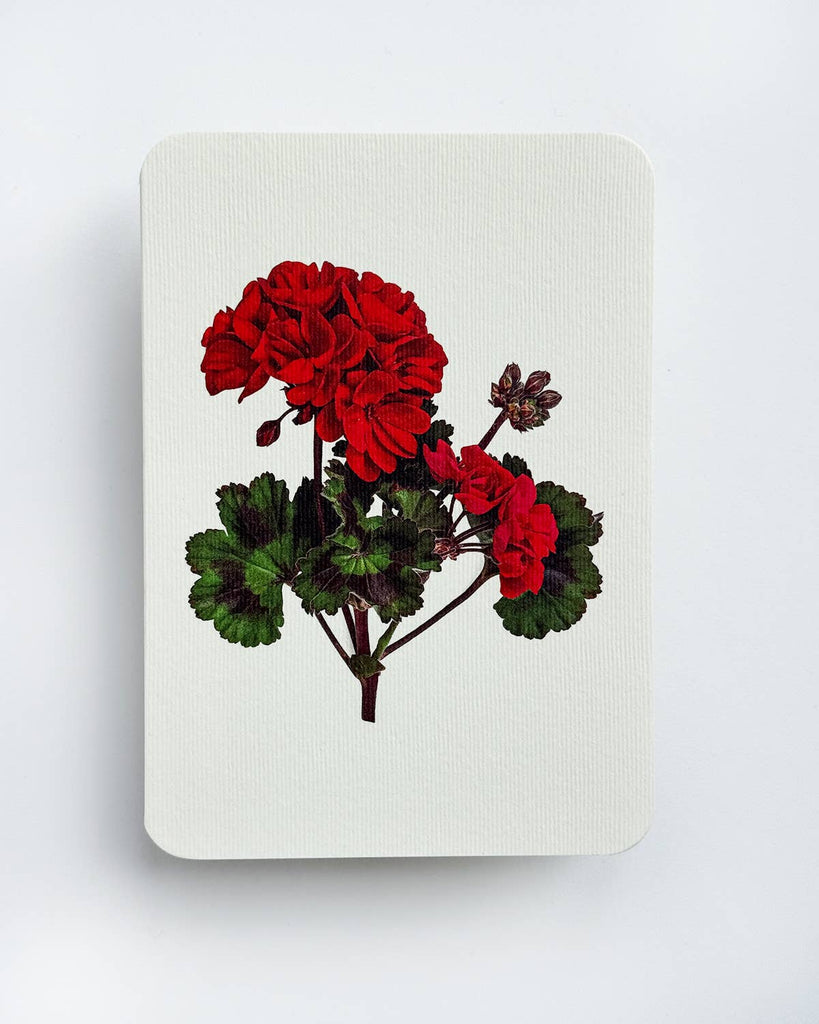 Geranium Greeting Card
