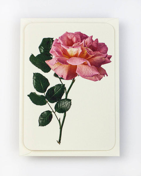 English Garden Roses: Set of 6 Greetings Cards
