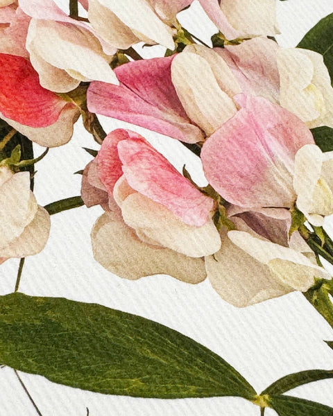 Sweet Peas Greeting Card