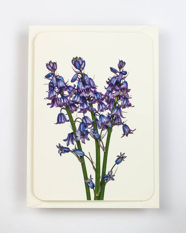 Bluebells Greeting Card