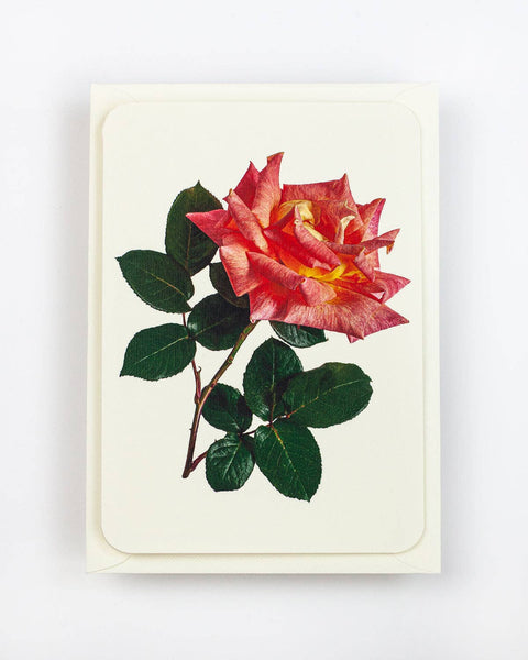 English Garden Roses: Set of 6 Greetings Cards