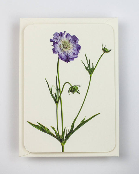 Scabiosa Greeting Card