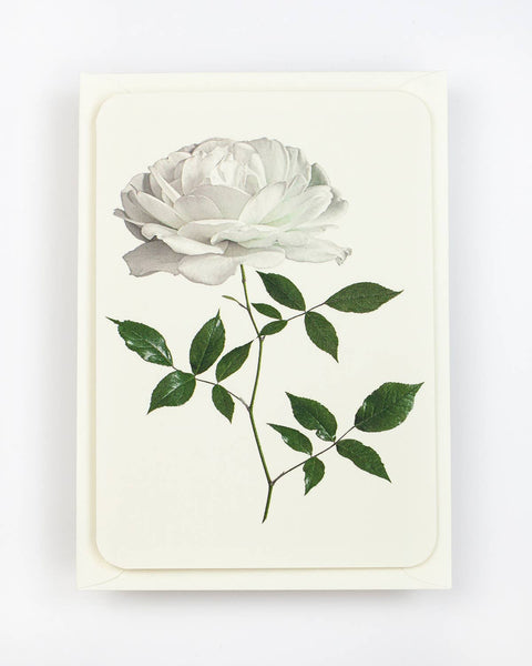 English Garden Roses: Set of 6 Greetings Cards