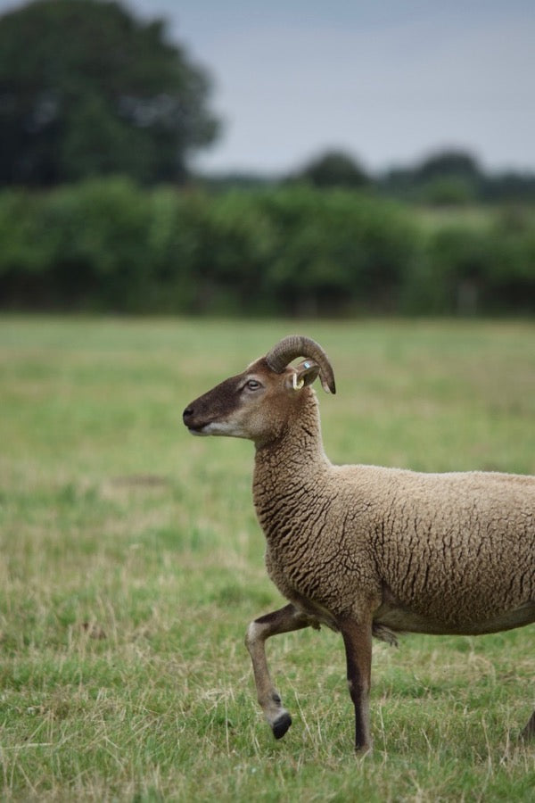 CASTLEMILK MOORIT