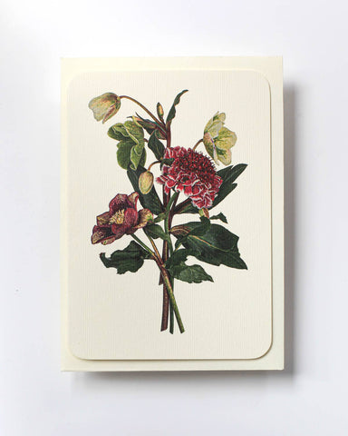 Posy of Hellebore & Scabiosa I Notecard