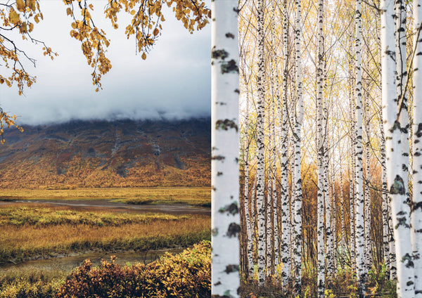 Food in the Wild by Saara Atula + Sonja Lassila