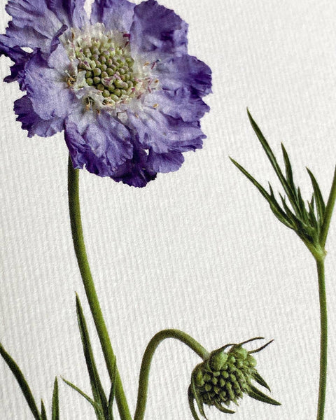 Scabiosa Notecard