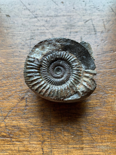 Ammonite 4ply