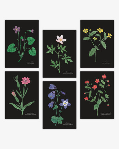 Wildflowers Postcard Set of 6